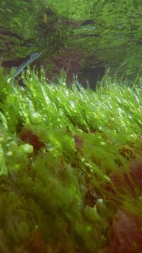 Active photosynthesis filling oxygen air bubbles in green sheet algae Enteromorpha mat sway in sea flow and reflected on water surface. Sea lettuce lavers with gas vesicles and air bladders on sunlit