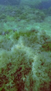 Close-up of thick underwater patterned meadow with different multi colors marine algae on shallow seabed with soft sun glare. Details of colorful sea algal carpet. Diverse seaweed mat on ocean floor.
