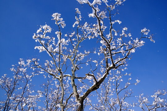 雪化粧