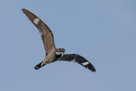 Closeup of a common nighthawk in flight.