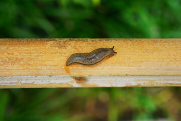 The close-up picture of a slug © zoo