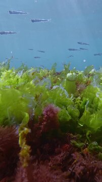 School of sand smelt fish swimming above colorful patterned underwater carpet of green sea lettuce, pink red and yellow brown hairweed algae in blue sea water. Natural marine scene in shallow water