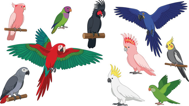 Exotic tropical parrots vector collection set featuring flying macaw red green blue hyacinth cockatoo cockatiel parakeet african grey isolated on white background