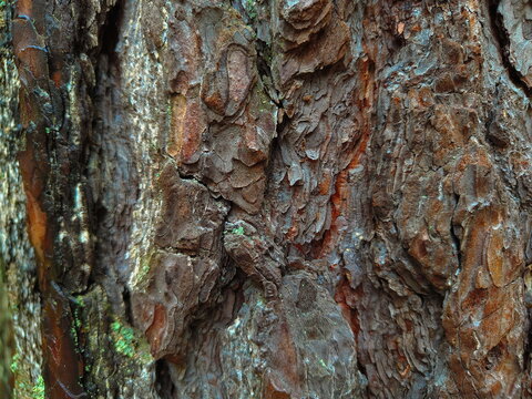 Old pine bark