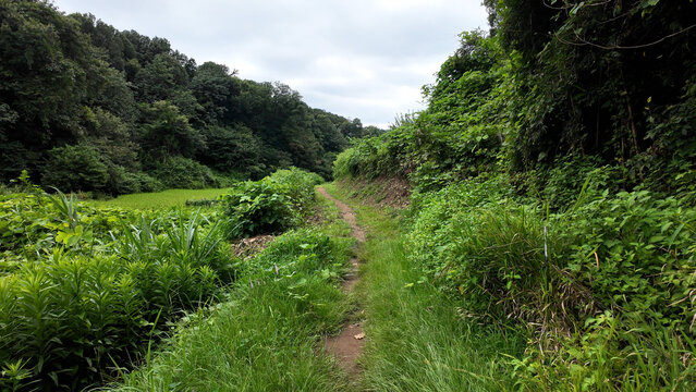 奈良ばい谷戸の田んぼと緑の里山風景 - 東京都町田市, 日本