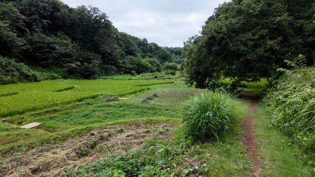 奈良ばい谷戸の田んぼと緑の里山風景 - 東京都町田市, 日本