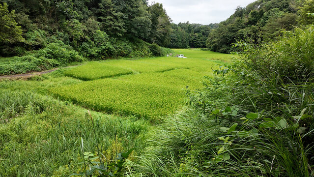 神明谷戸の田んぼと緑豊かな里山風景 - 東京都町田市, 日本
