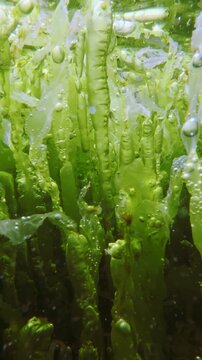 Macro video, sparkling in bright sun flare capsules gas bubble with photosynthetic oxygen glistening on vibrant green sea lettuce leaves waving in clear shallow sea current and mirroring in surface.