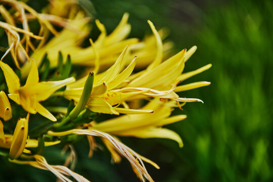 Yellow Citron Daylily (Hemerocallis citrina) flower