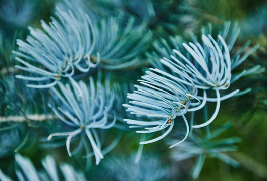 silvery-blue needles of a white fir (Abies concolor)