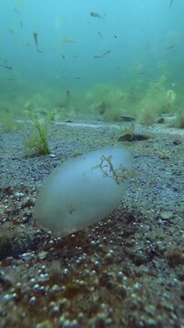 Oval translucent whitish egg capsule of marine sandworm attached to sand seabed underwater. Close-up of jelly-like polychaete egg cocoon anchored to sandy bottom in shallow clear sea water.
