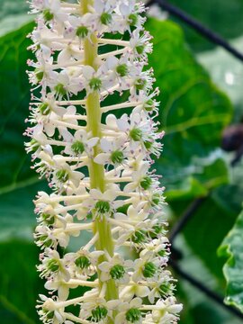 Close-Up of Phytolacca acinosa White Flowers and Green Carpels