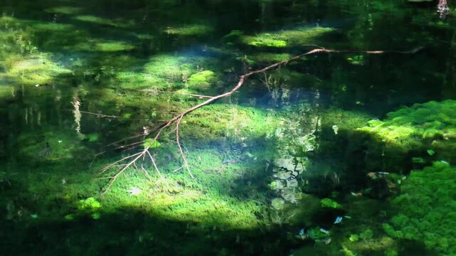 夏の池山水源　阿蘇
