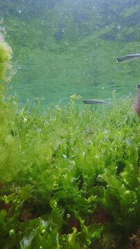 Hollow green gutweed algae with shiny air bubbles beneath calm mirroring water surface.