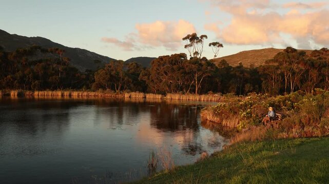 water Lillies in pond at sunset,Stanford, South Africa