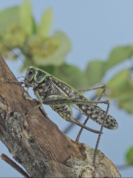 Vivid green and gray female long-winged wart-biter insect perched on wooden branch and fluttering wings, ready to fly against blurry blue and green background, super slow motion