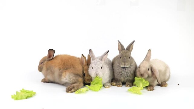 Lovely bunny easter fluffy rabbits, Adorable baby rabbits eat green vetgetable on white background. Easter white hares eat carrot, concept for Easter. Close - up of a rabbit.