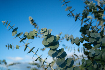 Silver dollar eucalyptus branches against a deep blue sky © kt