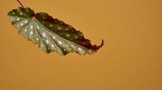Polka dot begonia maculata leaf on warm mustard yellow background