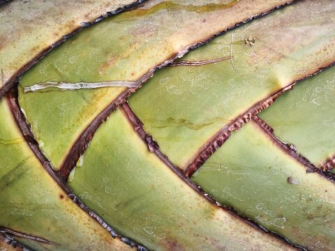 Abstract Macro Background of Tropical Agave Plant Leaves