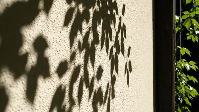 Sunlight and leaf shadows on a textured stucco wall creating an abstract natural pattern