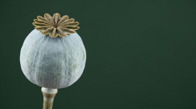 Green poppy seed pod capsule on dark green background