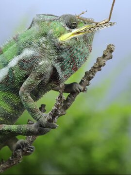 Panther chameleon (Furcifer pardalis) on dry branch chewing large grey bush-cricket with its jaws. Close-up of chameleon eats big female grasshopper with long wings