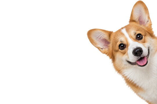 Playful Pembroke Welsh Corgi peeking in from the right side with a cheerful expression and tongue out, isolated on a clean white background with generous copy space for advertising, pet care