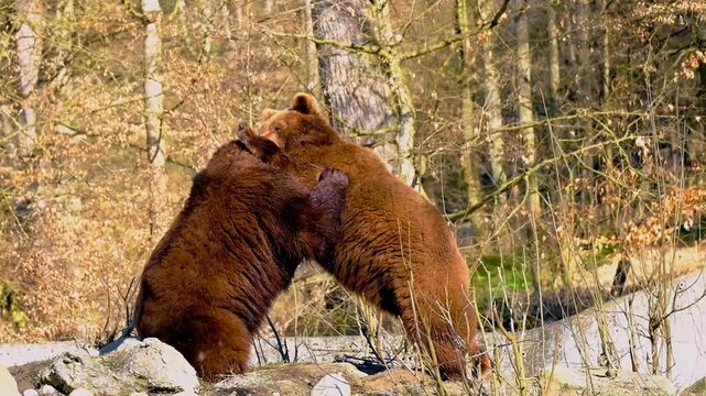 Two Brown Bears Playing Together in the Forest