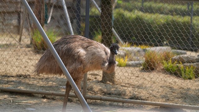 emu standing in the park with heads down, flightless bird in aviary in the zoo