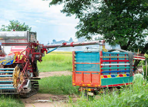 Agricultural combine vehicle pouring harvested paddy grains into a truck container during harvest season