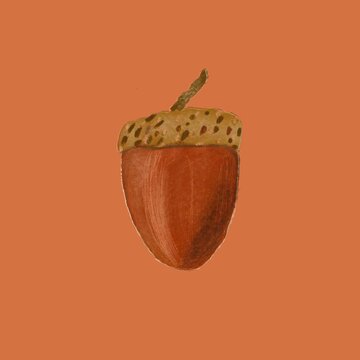 Ilustra&ccedil;&atilde;o feita &agrave; m&atilde;o de uma pinha castanha americana com textura de l&aacute;pis e pastel