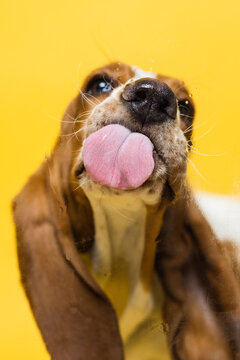 Basset hound three months old puppy licking glass. Funy dog portrait with tongue stick out. Yellow background.