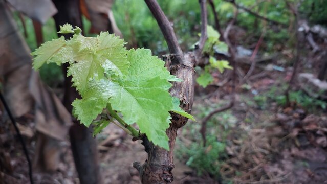Young grapevine shoots and fresh green leaves growing on a vine
