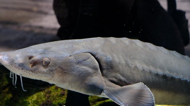 Close-up video footage of a large sturgeon fish swimming gracefully inside a clear aquarium exhibit.
