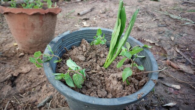 Mint and sawtooth coriander growing together in a black plastic pot
