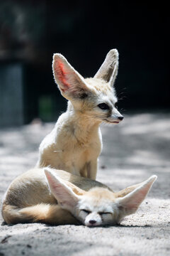 A fennec fox guarding its sleeping buddy