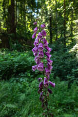 Single Stalk Of Foxglove Blooms Against Forest In Redwood © kellyvandellen