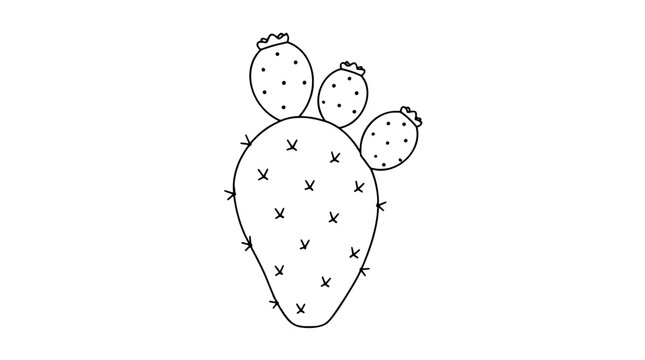 Prickly pear cactus pad with round fruit, hand-drawn vector icon illustration featuring nopal with tunas and decorative spines on white background - professional high detailed commercial stock