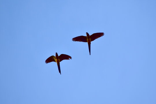 Par de loros tricahue en vuelo