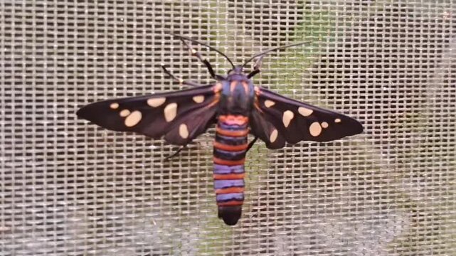 Spotted Handmaiden Moth Resting on Shade Netting Close Up