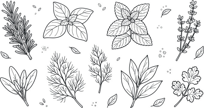 Fresh culinary garden herbs vector set with hand drawn rosemary basil mint thyme dill bay leaves and coriander sprigs