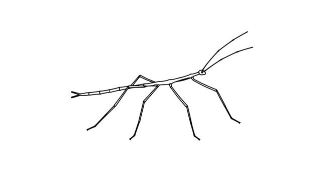 Hand-drawn walking stick insect vector icon, detailed line art illustration of a phasmid bug resembling a twig branch, minimalist black and white sketch of a stick bug with long antennae and legs