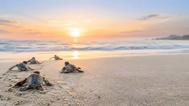 Newly hatched turtles crawl towards ocean at sunset, showcasing beauty of nature and journey of life