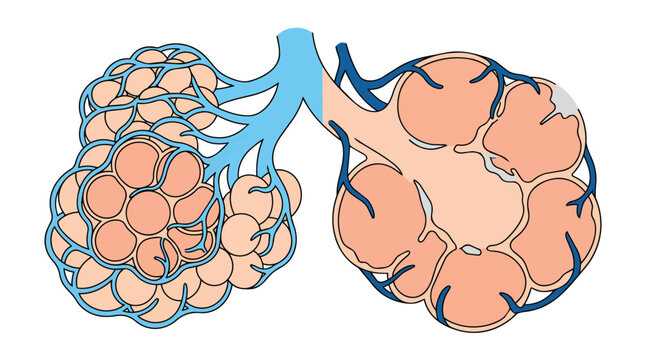 Pulmonary alveoli structure with capillary mesh and internal air sacs flat vector illustration for medical biology education