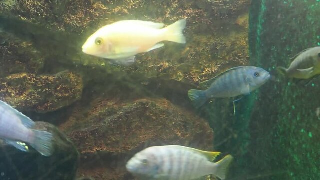 Zebra-Striped Fish in an Aquarium