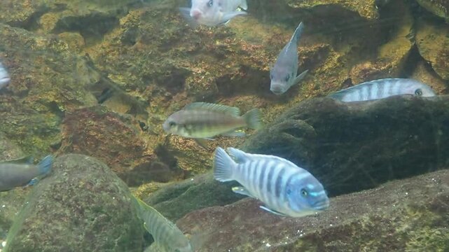 African Cichlids Fish Zebra Mbuna Swimming in an Aquarium