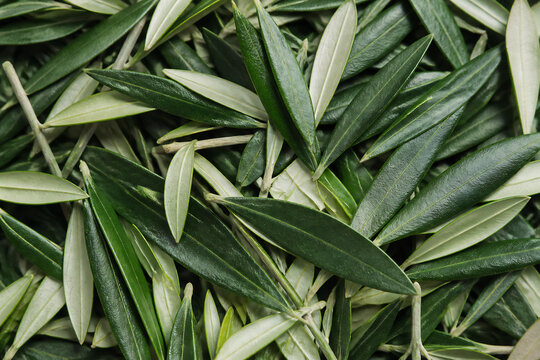 A dense collection of fresh green and silvery-green leaves, likely from an olive tree, filling the frame.
