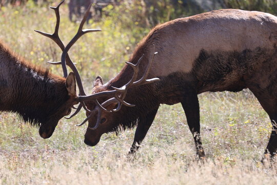 Bull elk fighting during the rut.
