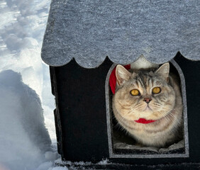 Сat looks out the window of the little house at the snow. © OLENA LIALINA